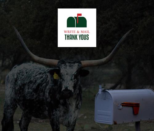Longhorn by mailbox