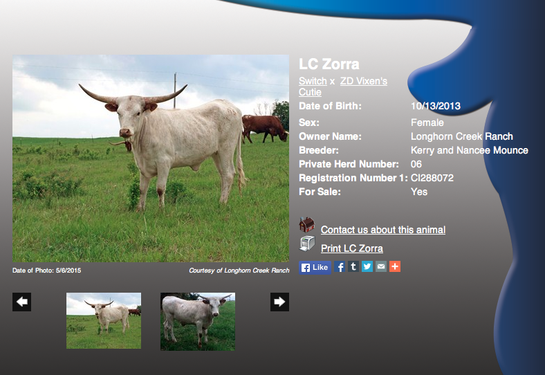 Longhorn Creek Ranch - heifer
