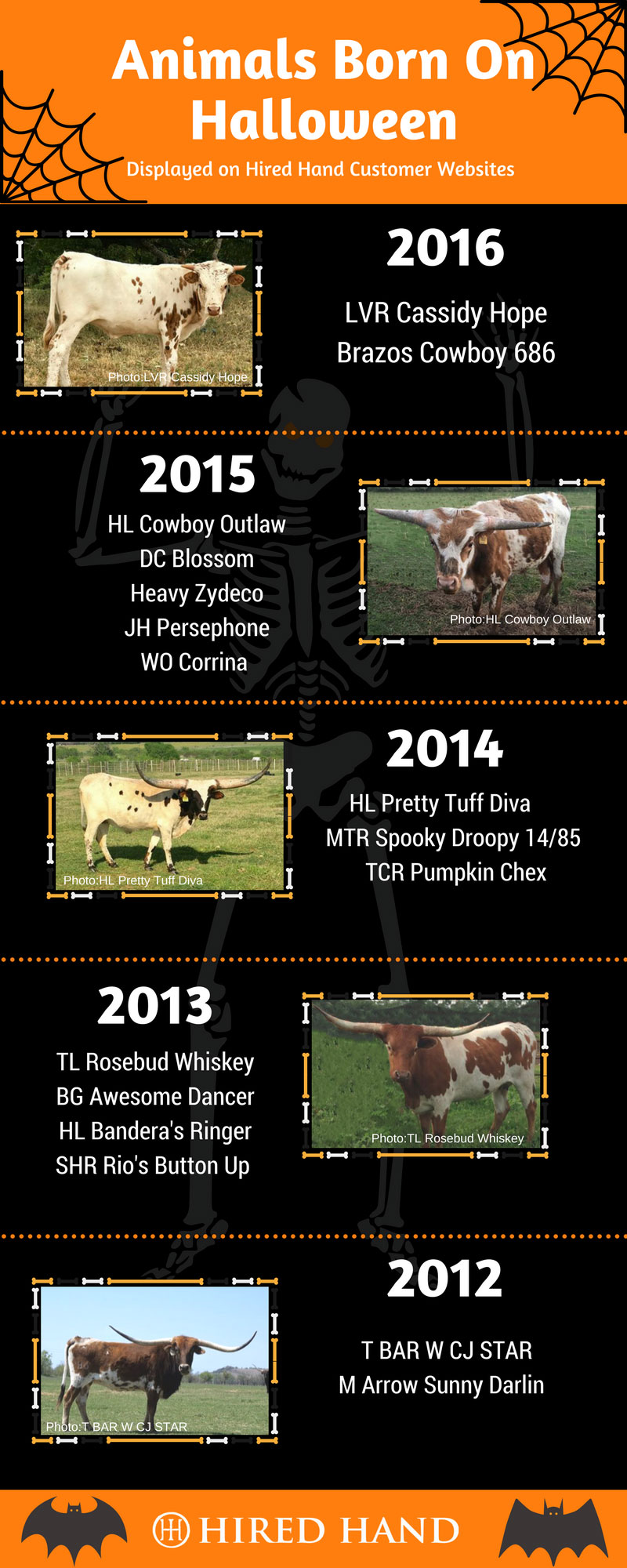 Longhorns-born-on-Oct-31st-2