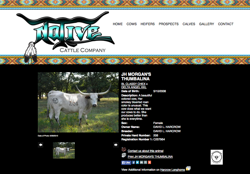 Native Cattle Co-animal