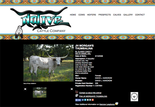 Native Cattle Co-animal