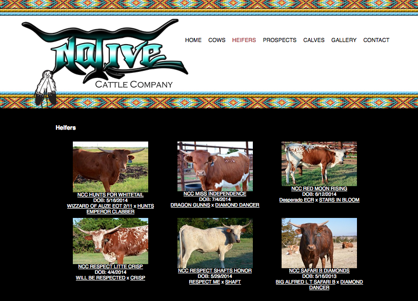 Native Cattle Co-herd
