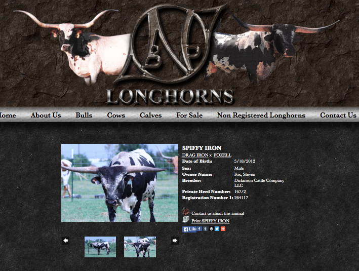 NBP Longhorns - Animals
