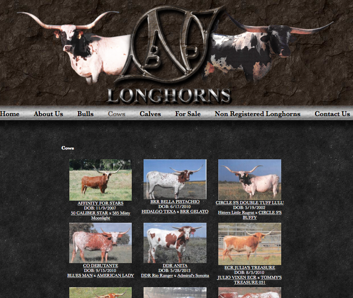 NBP Longhorns - Cows