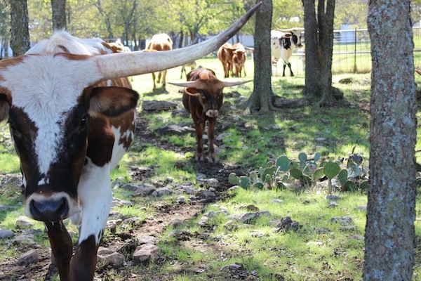 NBP Longhorns ranch