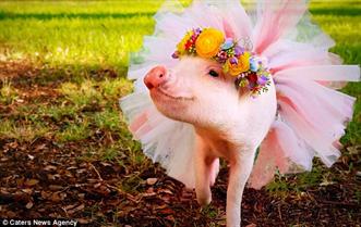 Pig in flowers