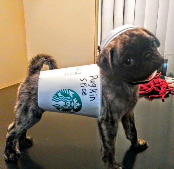 PS Pug PS Pug