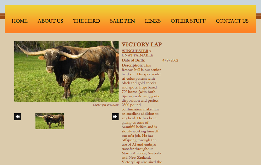 R&R Ranch bull