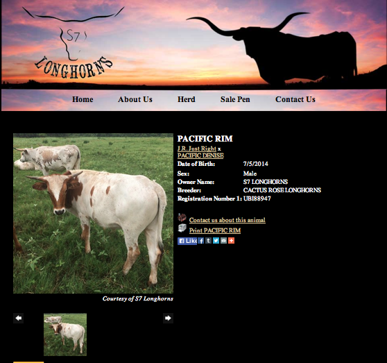 S7 Longhorns Animal