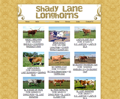 Shady Lane Longhorns