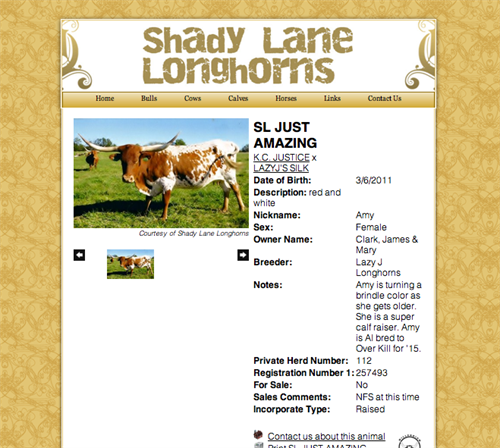 Shady Lane Longhorns