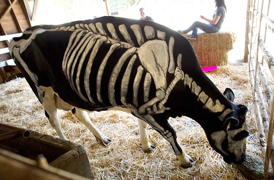 skeleton-cow-halloween-costume-non-toxic-pet-paint-3