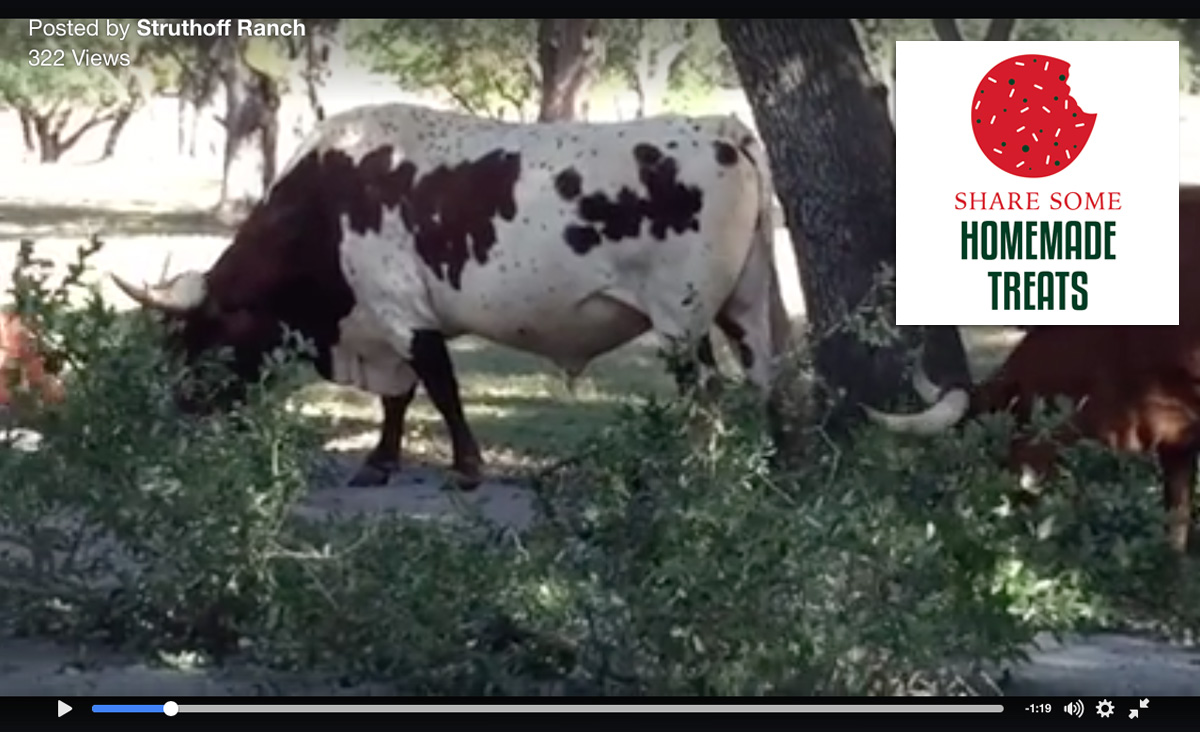 Struthoff herd eating branches