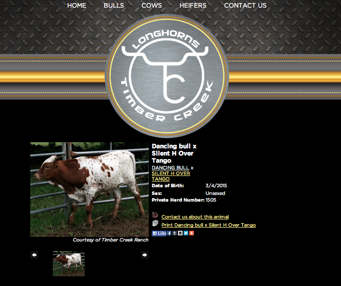 Timber Creek Longhorns Animal