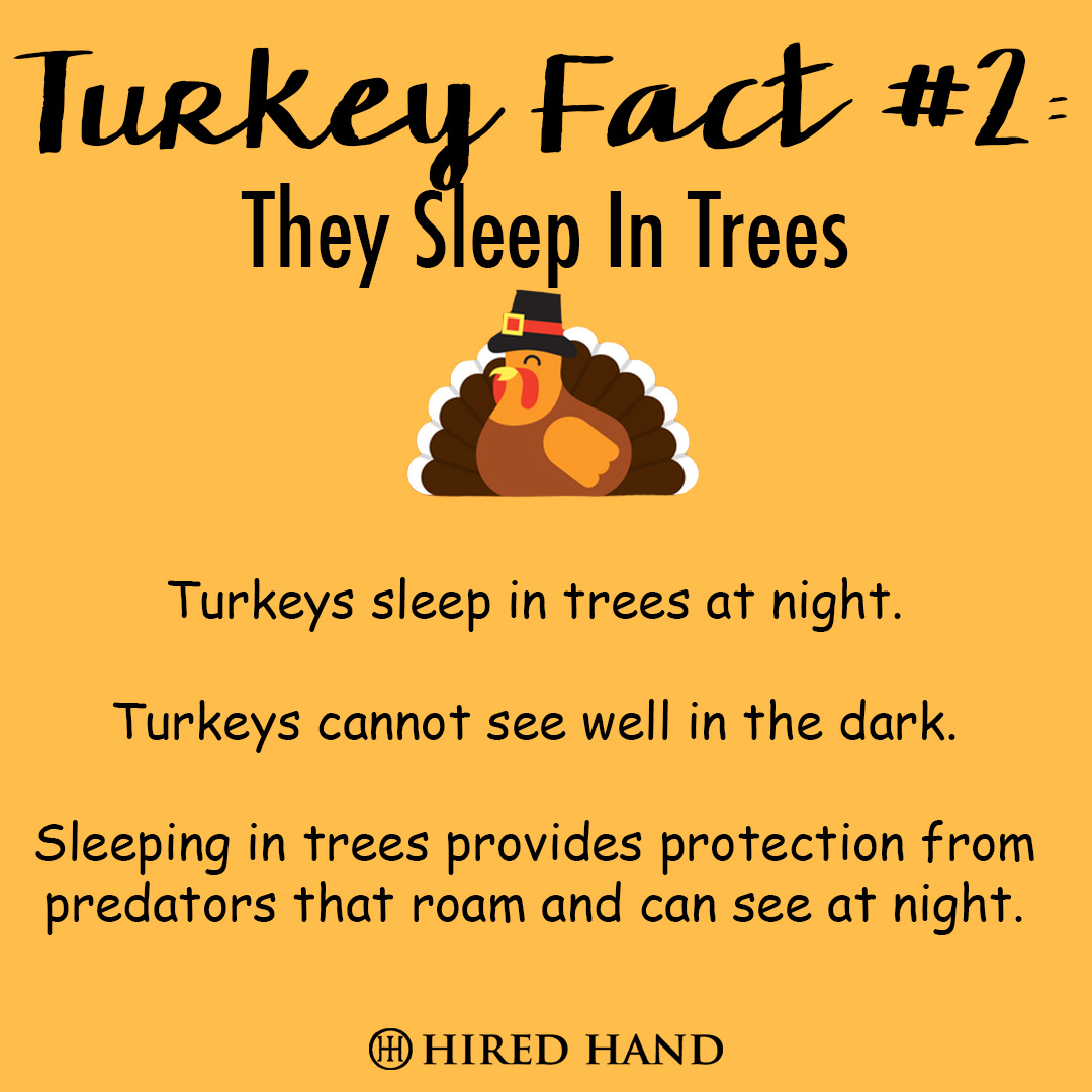 TurkeyFact2 TurkeyFact2