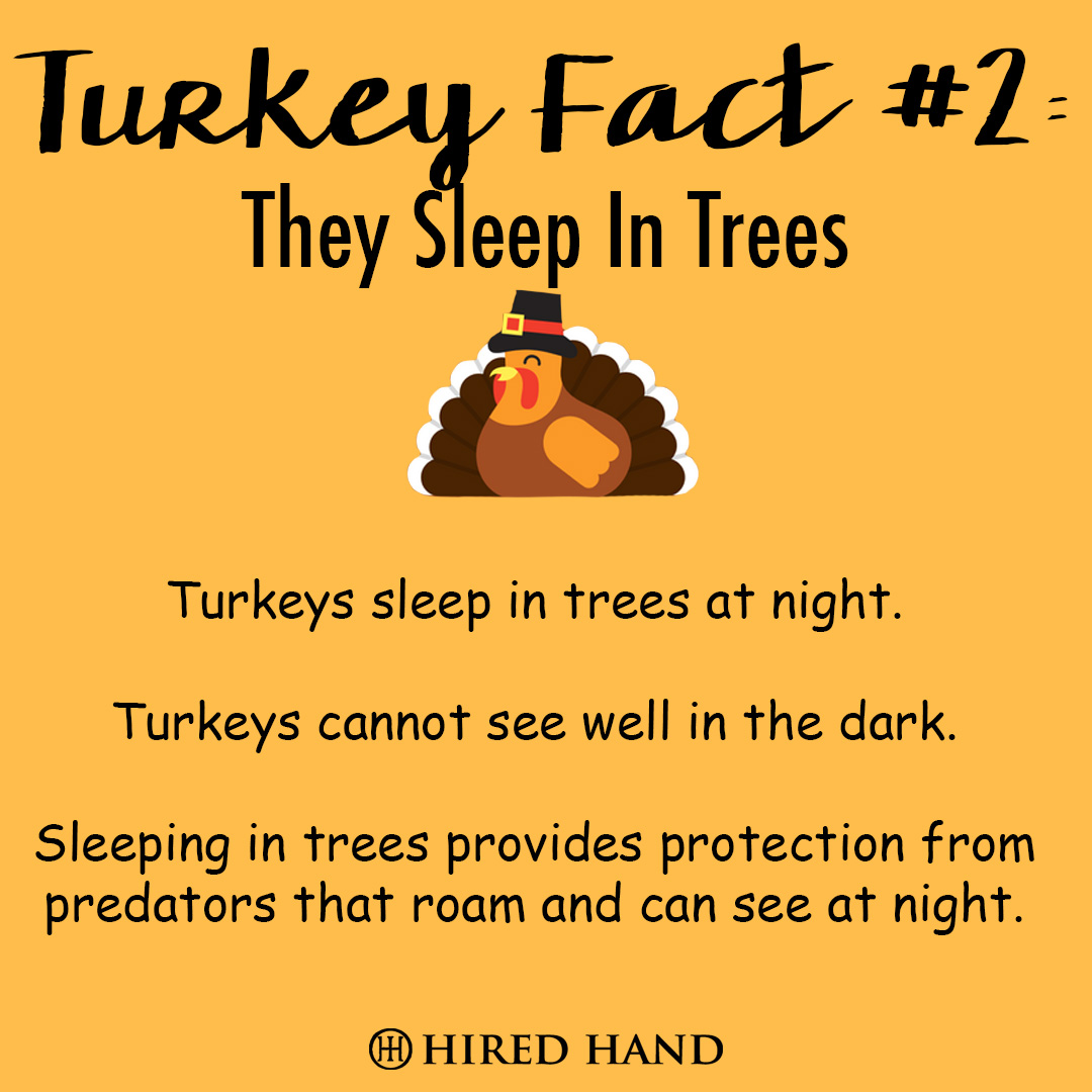 TurkeyFact2