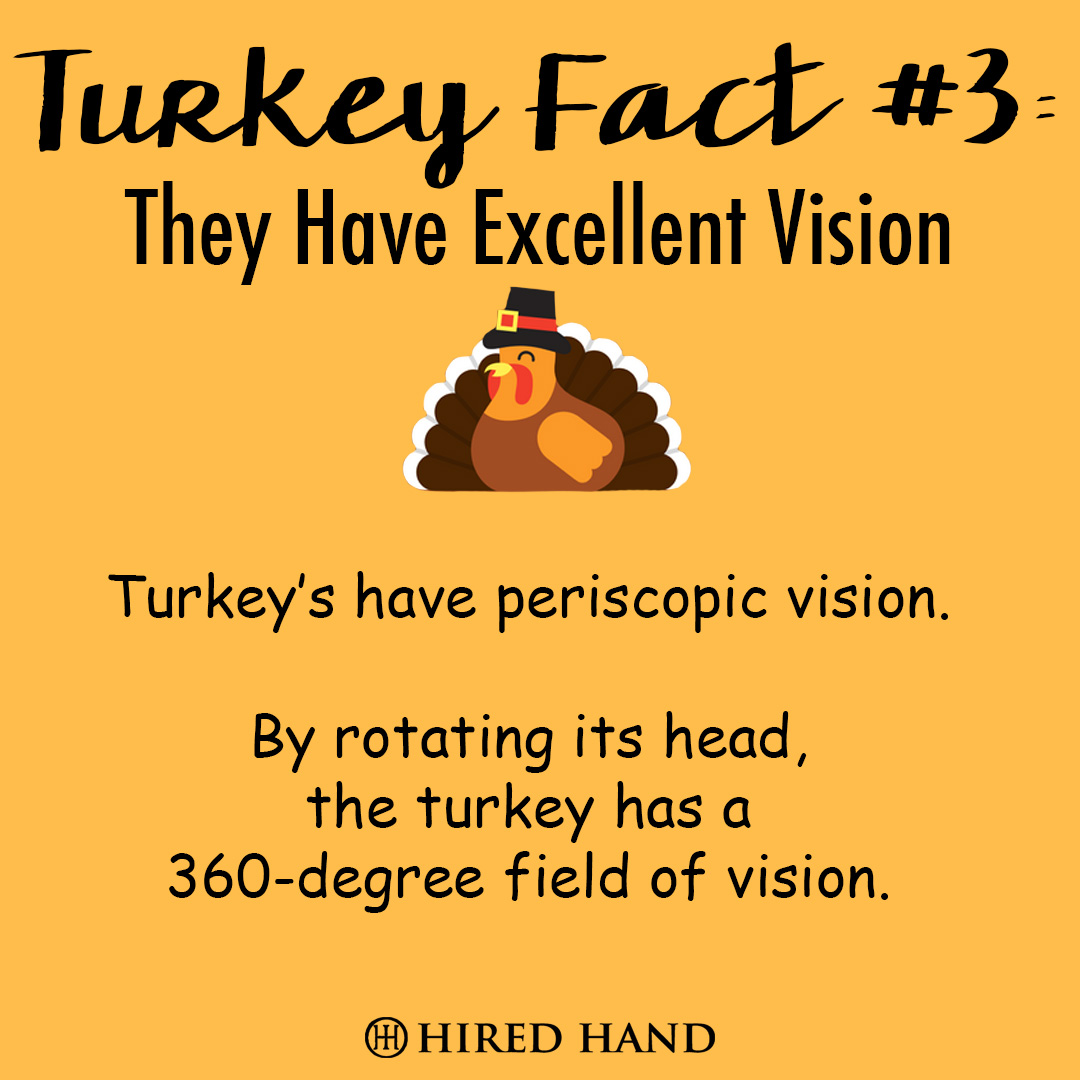 TurkeyFact3 TurkeyFact3