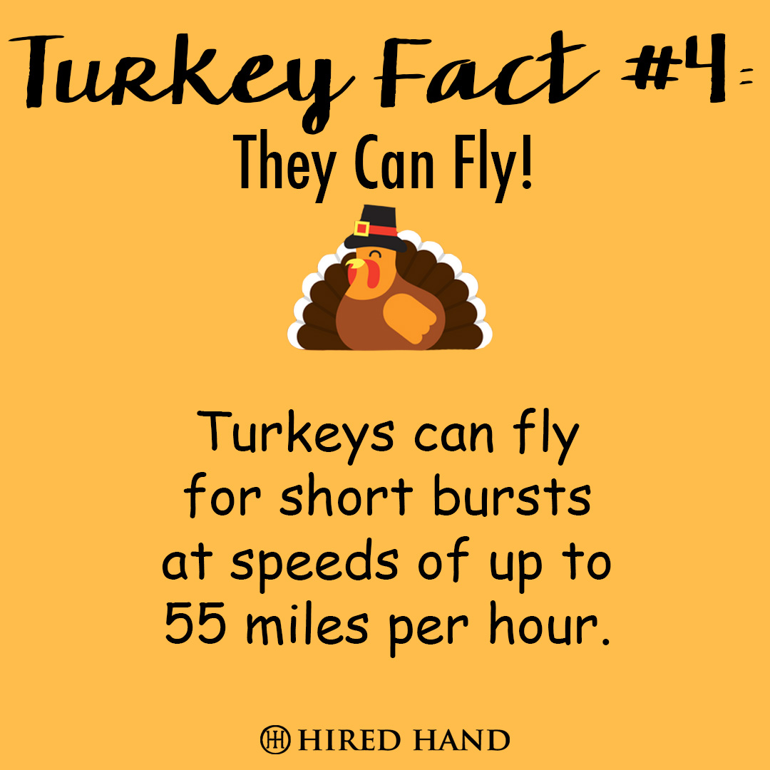 TurkeyFact4 TurkeyFact4