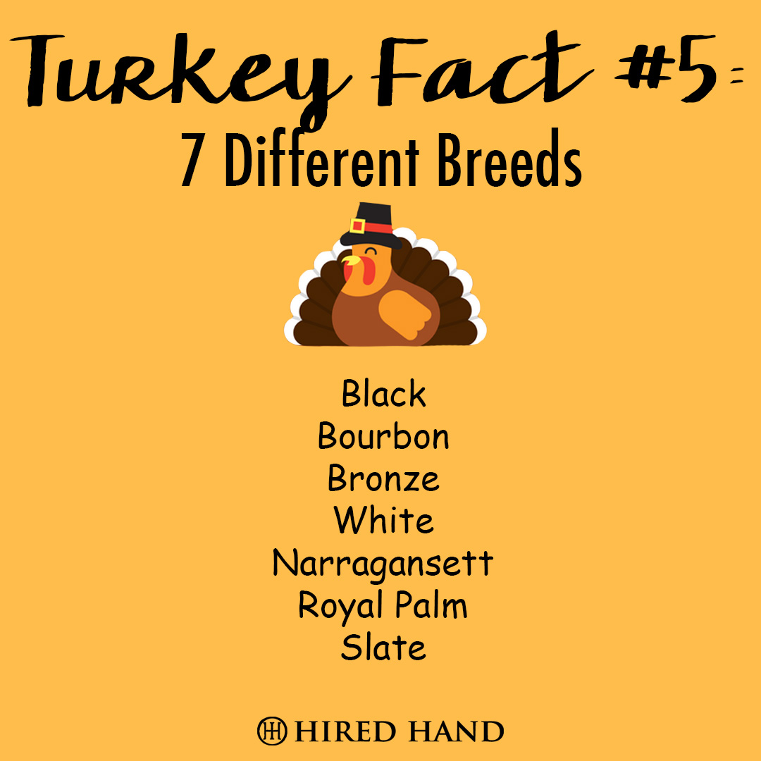 TurkeyFact5 TurkeyFact5