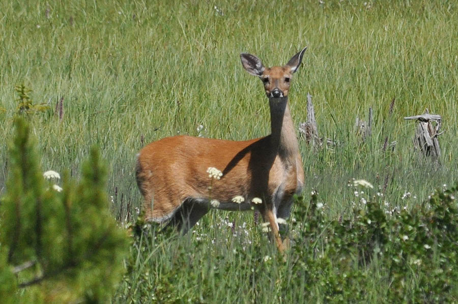 Whitetail doe